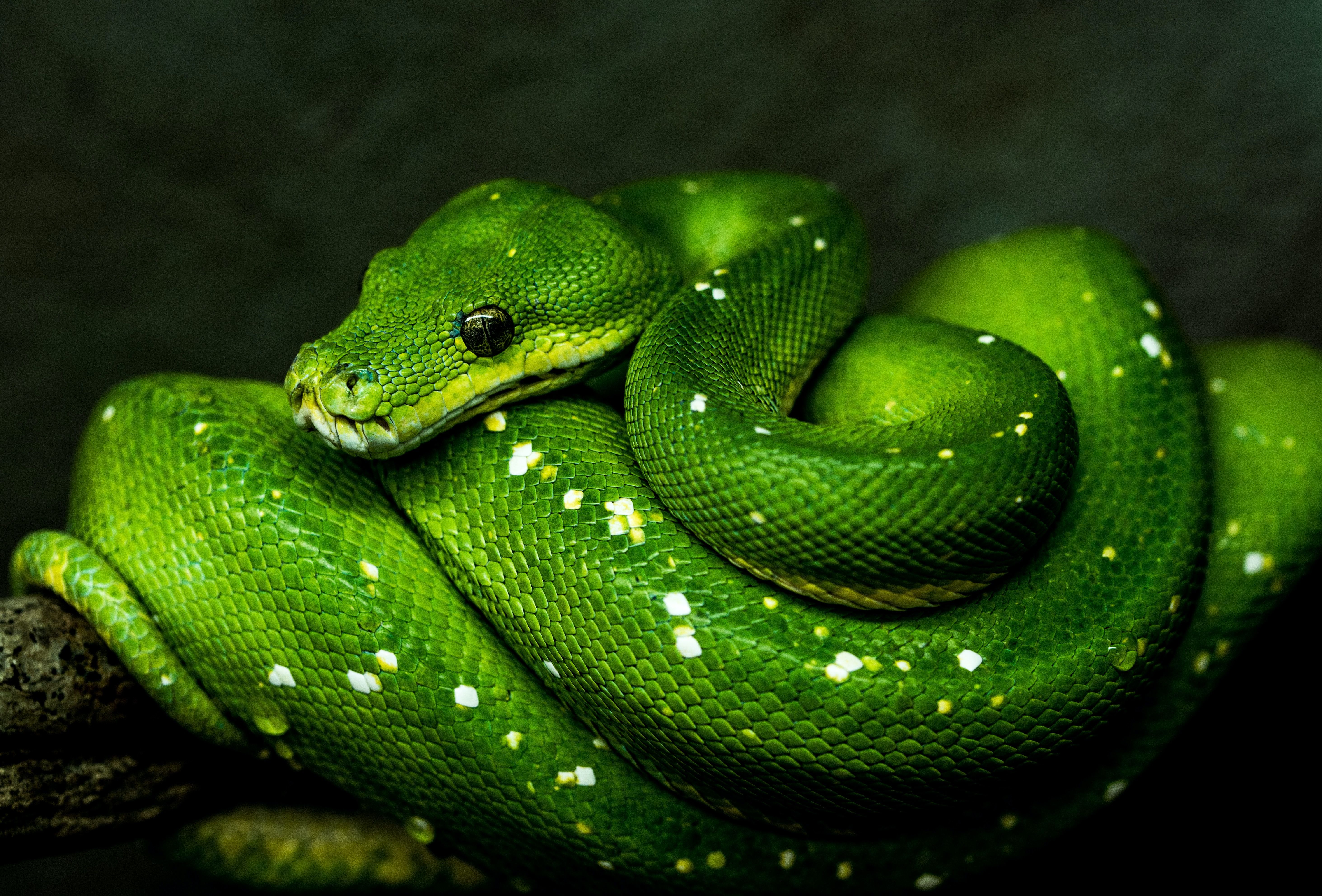 curl in python